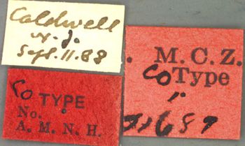 Media type: image;   Entomology 21687 Aspect: labels